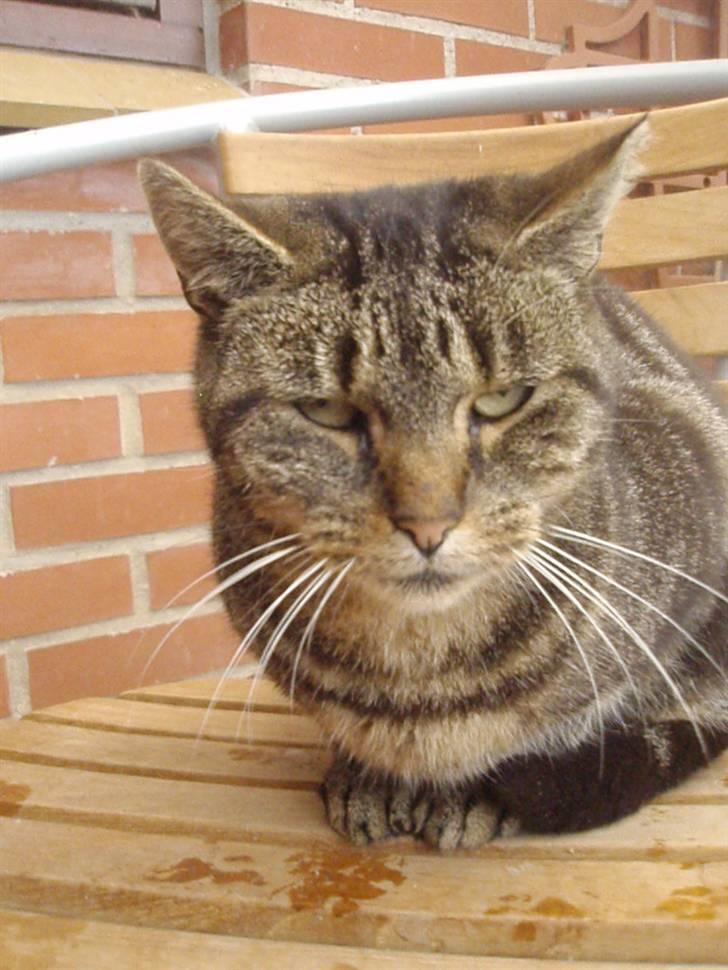 Blanding af racer Missemor billede 3