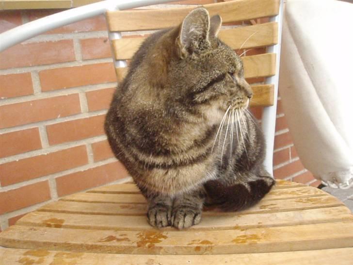 Blanding af racer Missemor billede 4