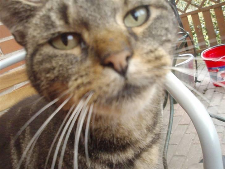 Blanding af racer Missemor billede 5