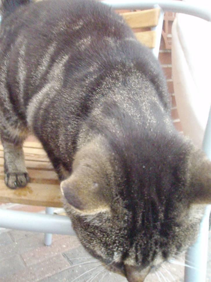 Blanding af racer Missemor billede 6