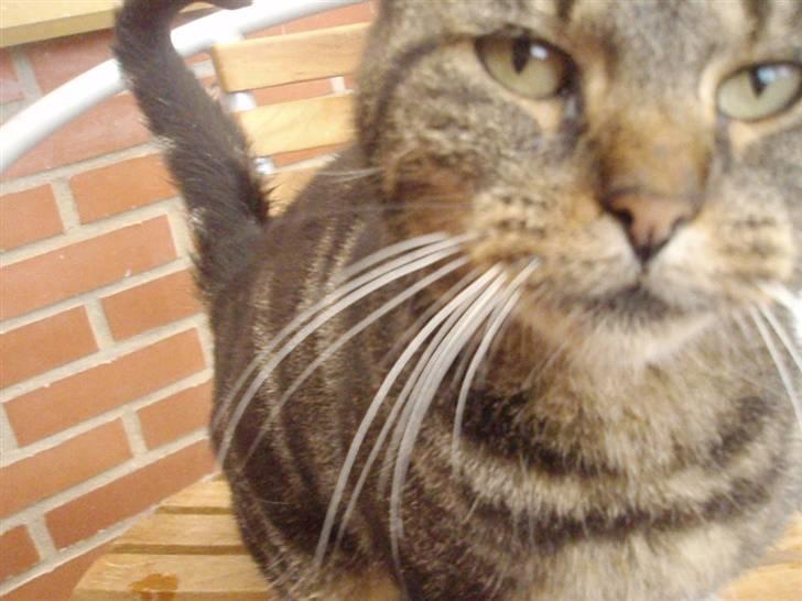 Blanding af racer Missemor billede 7