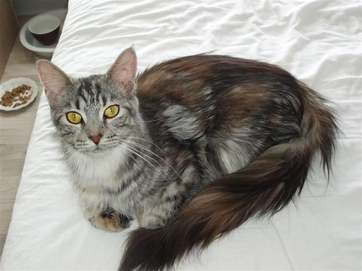 Maine Coon Silje billede 2