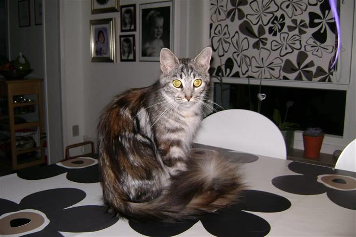 Maine Coon Silje billede 3
