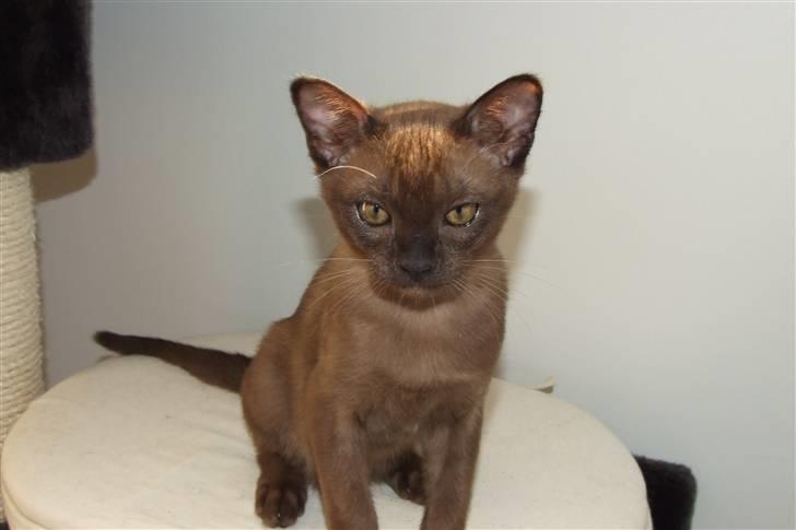 Burmeser Catell's Arnold Schwarzen - Arnold 12 uger billede 1