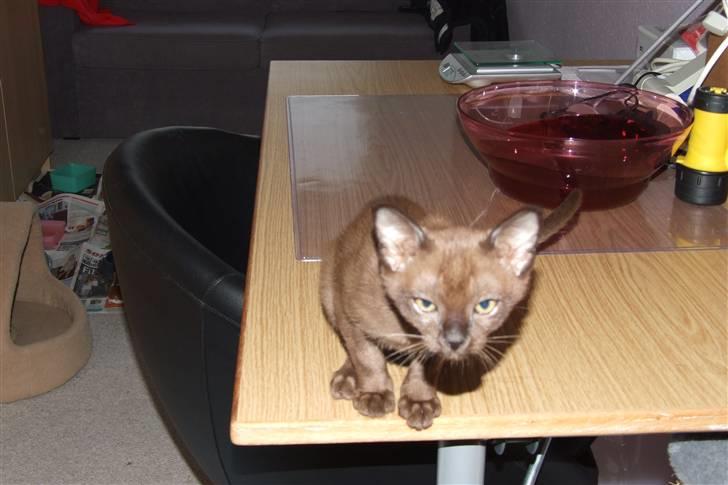 Burmeser Catell's Arnold Schwarzen - Ude på balade billede 2