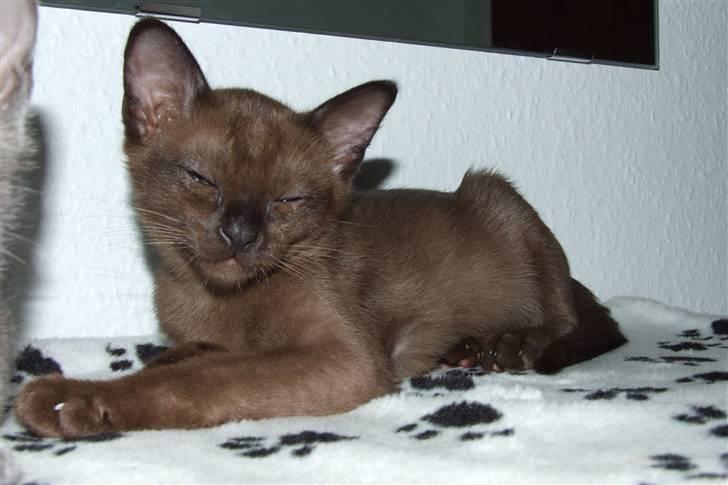 Burmeser Catell's Arnold Schwarzen - Er jeg ikke fin billede 3