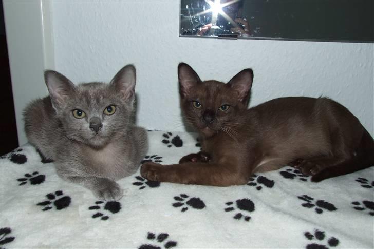 Burmeser Catell's Arnold Schwarzen - Hygger med min bror Al, som desværre kun blev 14 uger gamel :-( billede 4