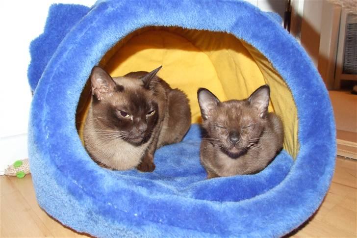 Burmeser Catell's Arnold Schwarzen - Hygger med tante Cata billede 5