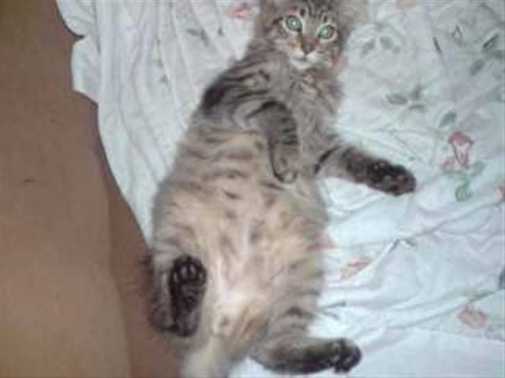 Maine Coon DK Skovlycoon Cassius R.I.P. - slanke misser ;O) billede 19