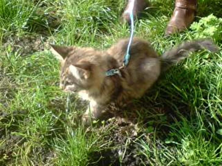 Maine Coon DK Skovlycoon Cassius R.I.P. - i haven for første gang billede 20