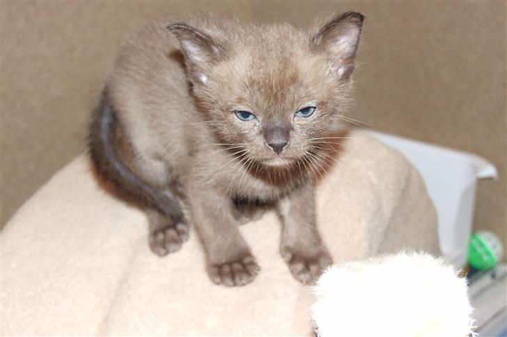 Burmeser Catell's Arnold Schwarzen - Jeg vil ud af denne kravlegård billede 6