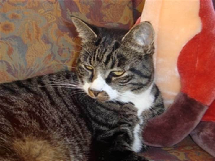 Huskat Jerry *RIP* <3  - Hej jeg hedder Jerry , kig min profil :) jeg er en rigtig tigge prins siger min moar :D  billede 1