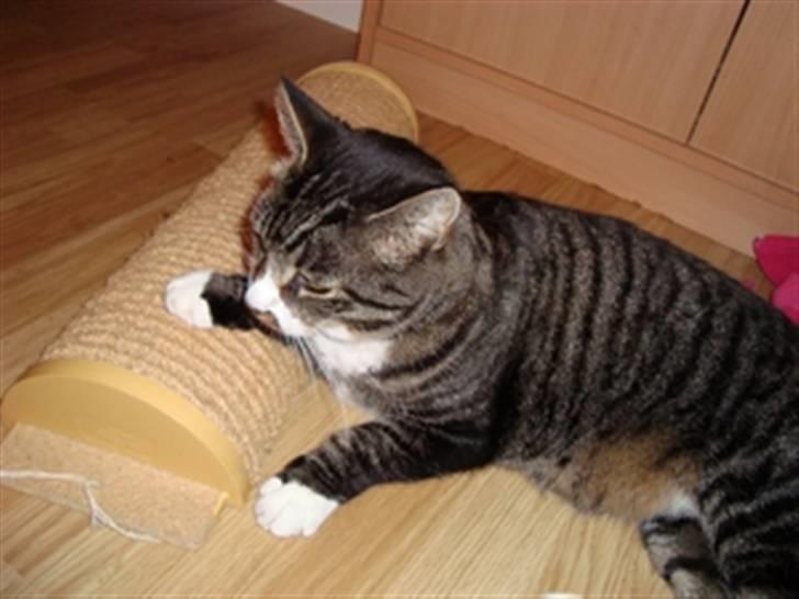 Huskat Jerry *RIP* <3  billede 2