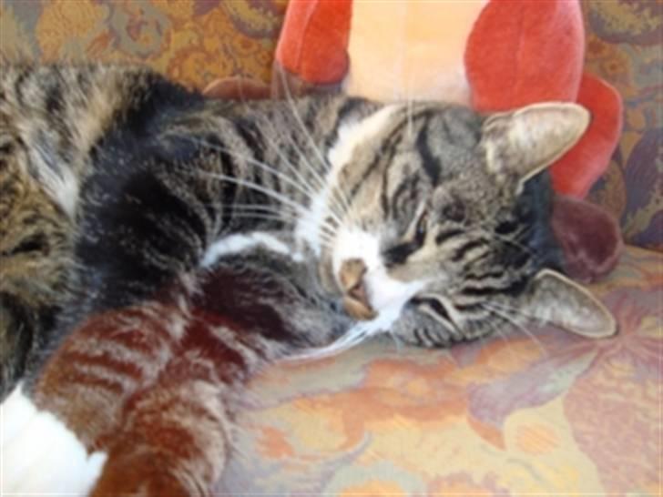 Huskat Jerry *RIP* <3  - Snork billede 3