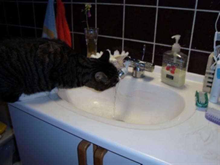 Huskat Jerry *RIP* <3  - Jeg drikker fra vandhanen :) billede 4