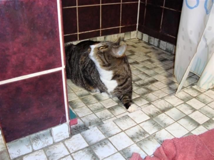 Huskat Jerry *RIP* <3  - Herinde ligger jeg tit :) Men der kommer aldrig vand ned ?? billede 5