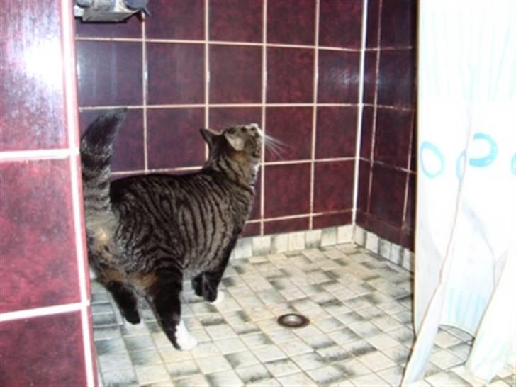 Huskat Jerry *RIP* <3  - Komer vandet snart?? billede 6