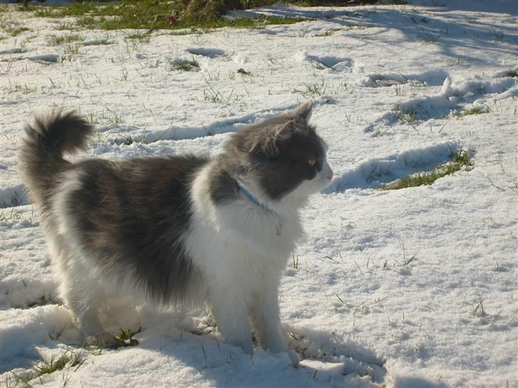 Blanding af racer Oliver Twist - *NYT* billede 1