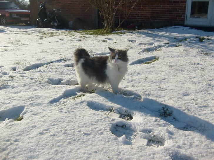 Blanding af racer Oliver Twist billede 2