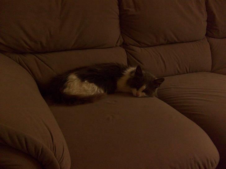 Blanding af racer Oliver Twist billede 3