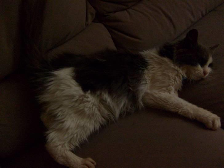 Blanding af racer Oliver Twist billede 4