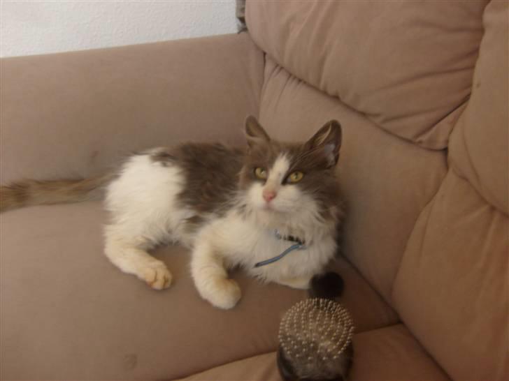 Blanding af racer Oliver Twist billede 5