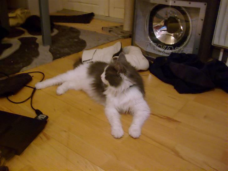 Blanding af racer Oliver Twist billede 6