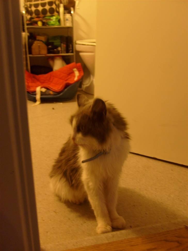 Blanding af racer Oliver Twist billede 7