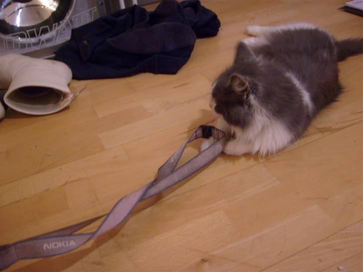 Blanding af racer Oliver Twist billede 8