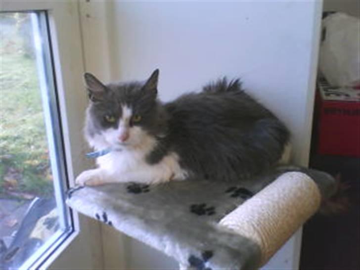 Blanding af racer Oliver Twist billede 10