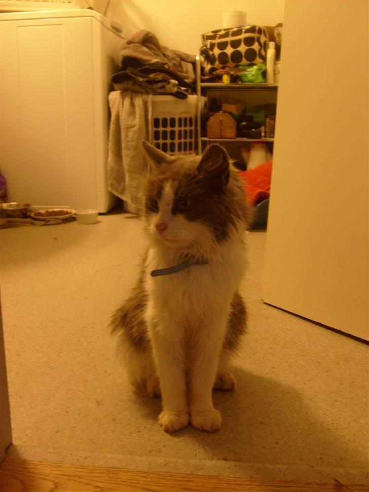 Blanding af racer Oliver Twist billede 11