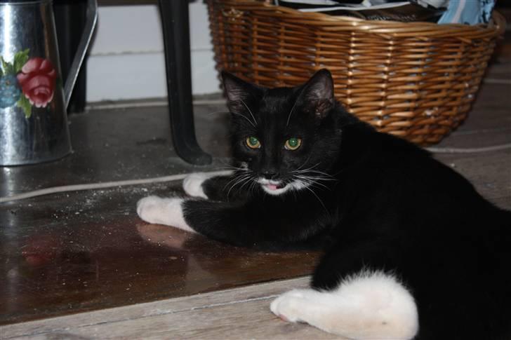 Huskat Sunny billede 1