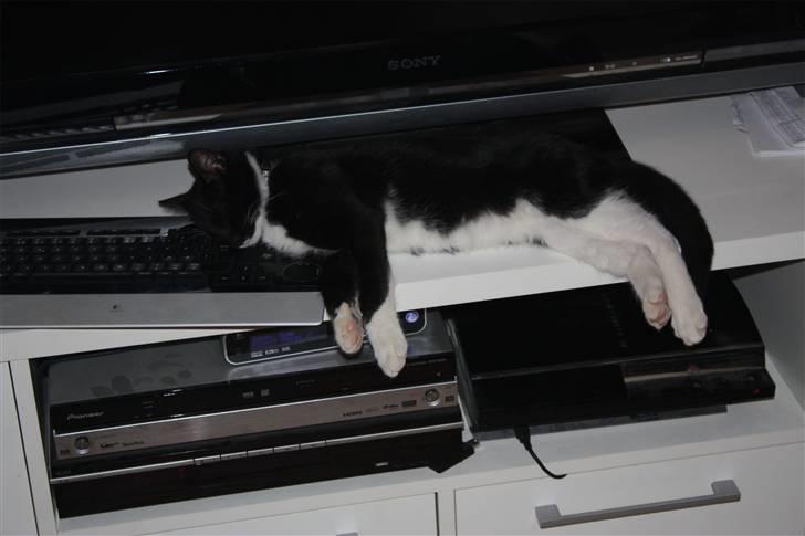 Huskat Sunny billede 2