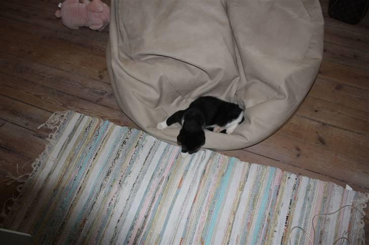 Huskat Sunny billede 3