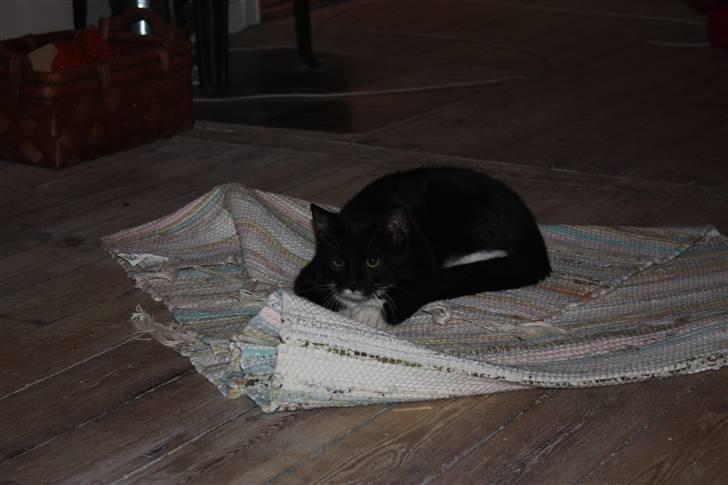 Huskat Sunny billede 4