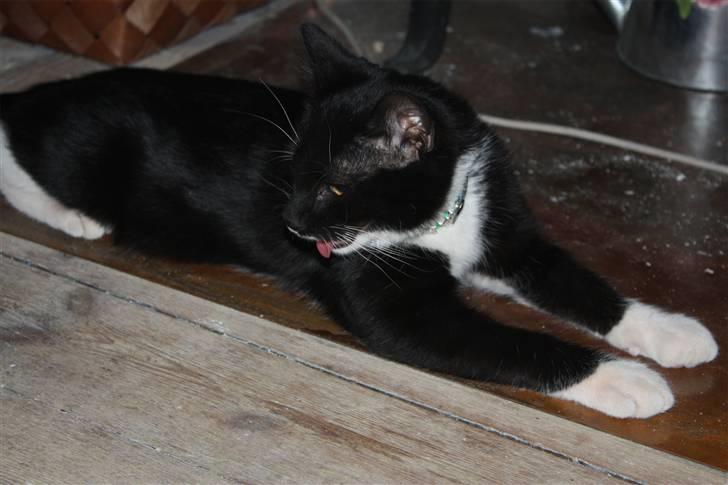 Huskat Sunny billede 5