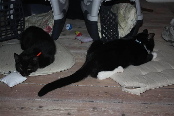 Huskat Sunny - Mig og min dejlige søster, Milea billede 6