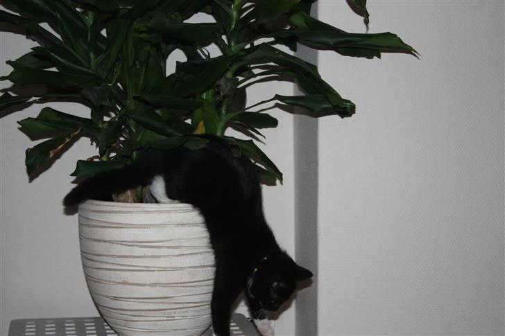 Huskat Sunny billede 7