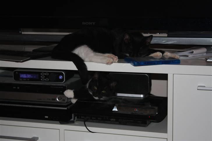 Huskat Sunny - Mig og søster tar lige en slapper ;) billede 8