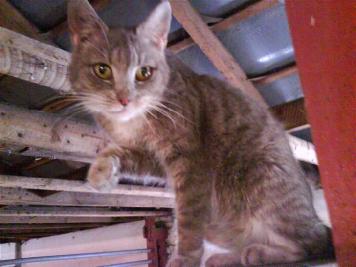 Huskat VRCL's Misse-Mor*VÆK* billede 8