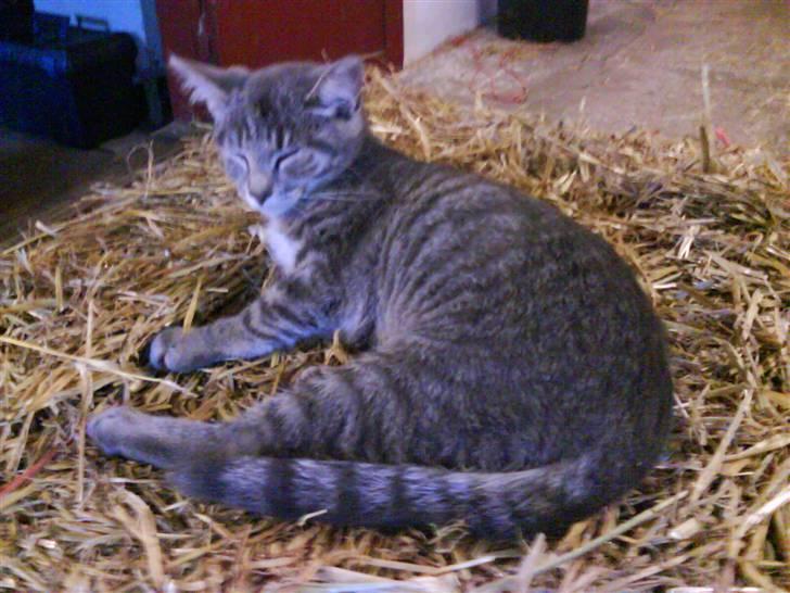 Huskat VRCL's Piv billede 7