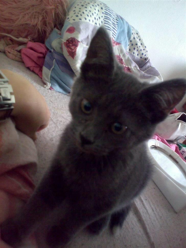 Huskat Baby R.I.P billede 5