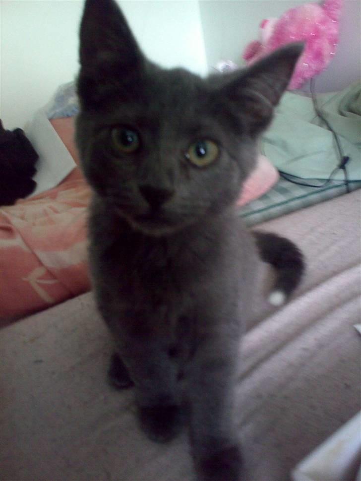 Huskat Baby R.I.P billede 6