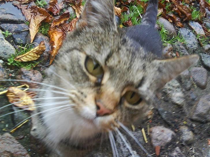 Blanding af racer Missemor R.I.P billede 1