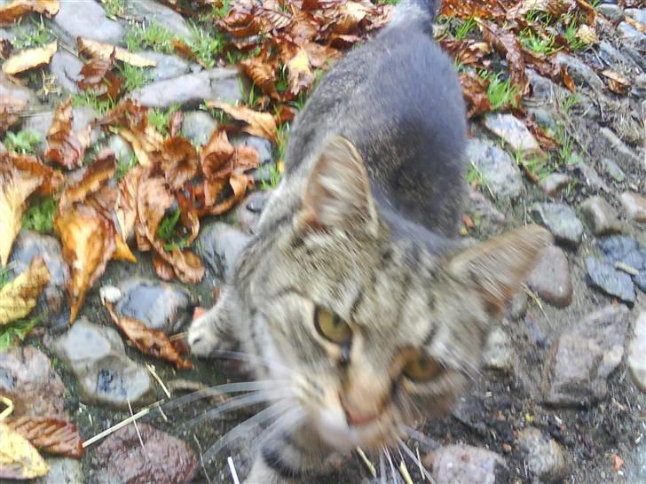 Blanding af racer Missemor R.I.P billede 2