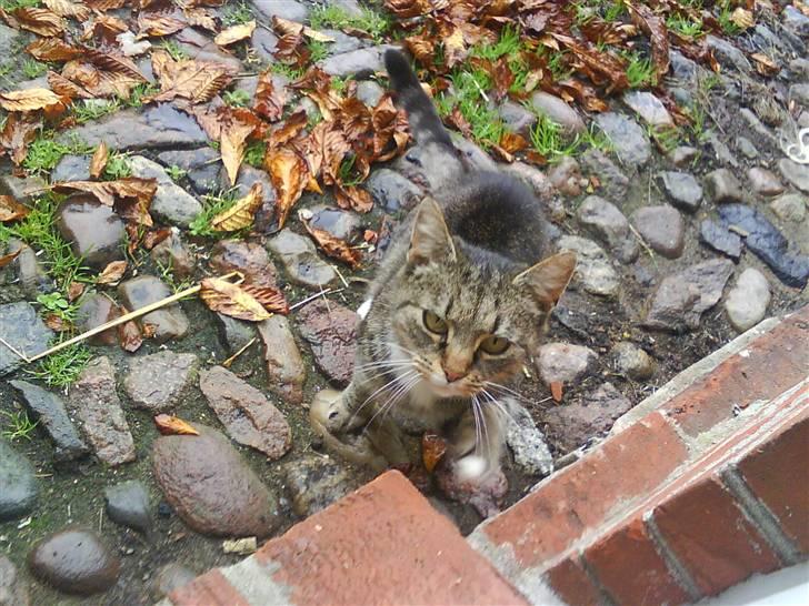 Blanding af racer Missemor R.I.P billede 3