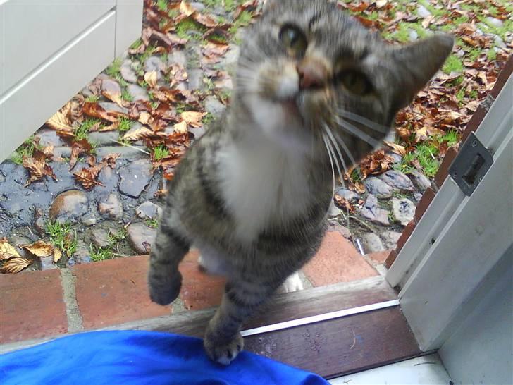 Blanding af racer Missemor R.I.P billede 4