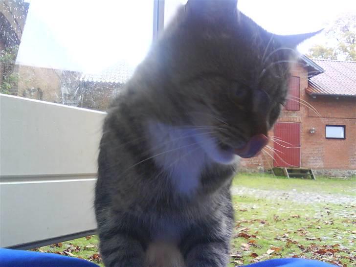 Blanding af racer Missemor R.I.P billede 5