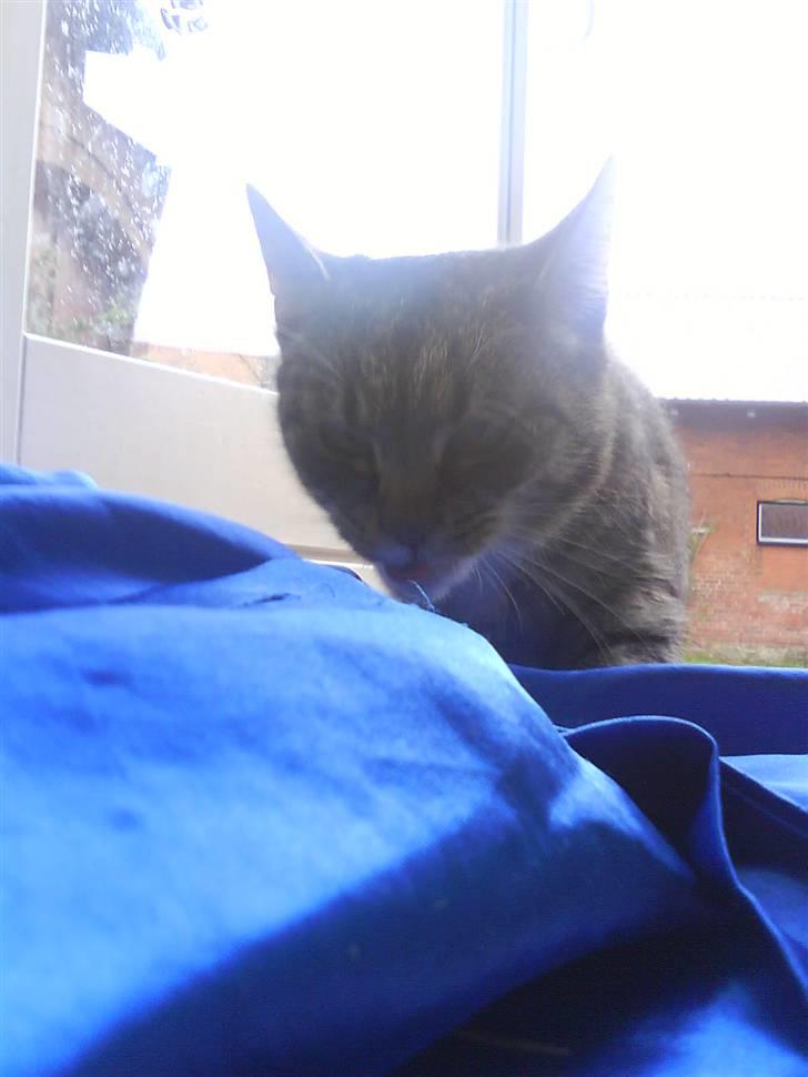 Blanding af racer Missemor R.I.P billede 6