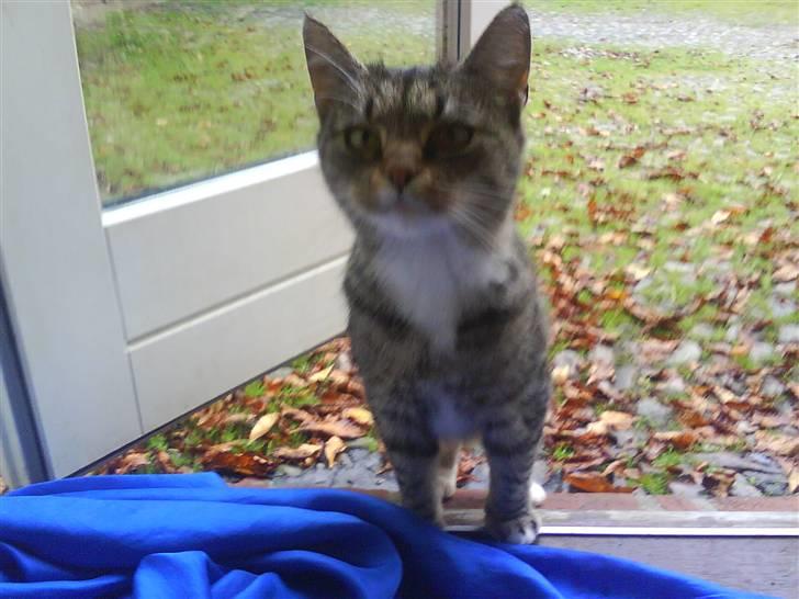 Blanding af racer Missemor R.I.P billede 7